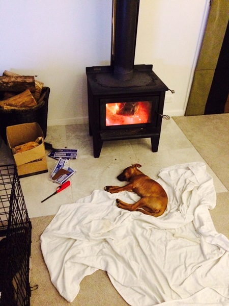 Baz loves to sleep by the fire